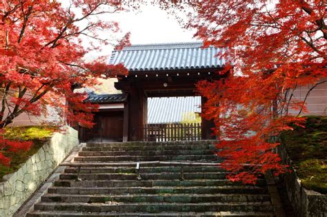 院門|曼殊院門跡